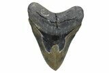 Serrated, Fossil Megalodon Tooth - North Carolina #345665-1